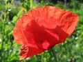 Klatschmohn