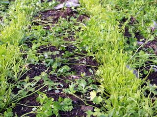 Abgeerntete Petersilie