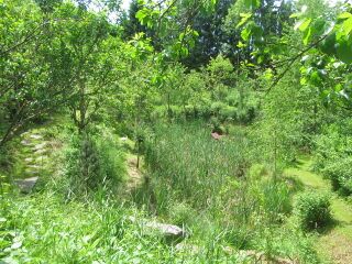 Südgarten Biotop Anfang Juni