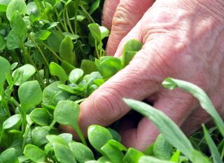 Winterportulak bei Ernte - März 2012