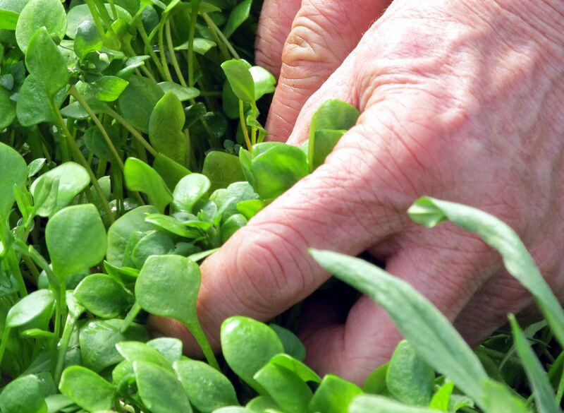 Datei:SG Winterportulak pflücken.jpg