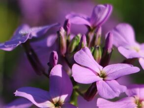 die sogenannte "Einjährige Viole"