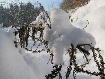 SG: Königskerze im Winter