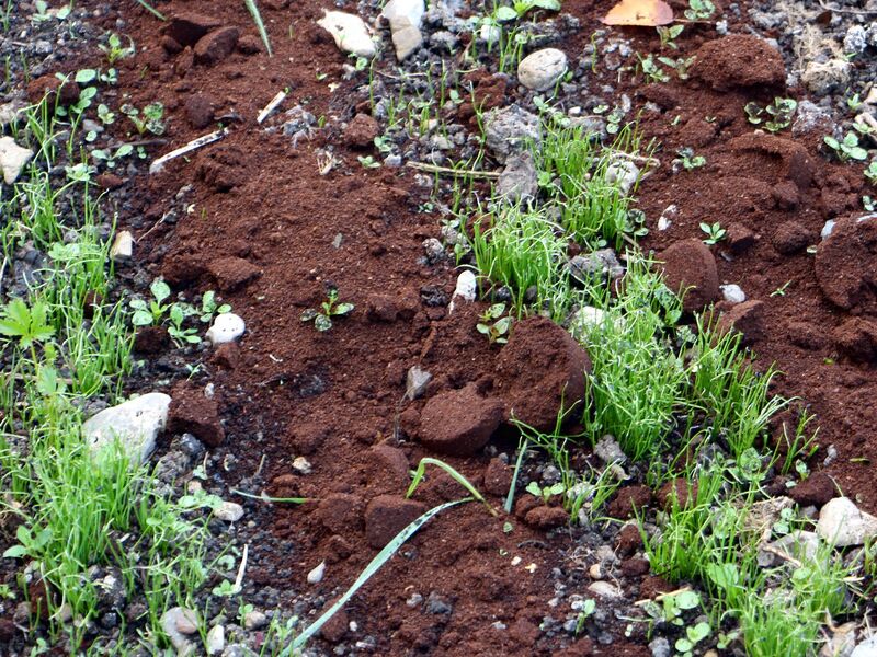 Datei:SG Kaffemulch Schnittlauch.jpg