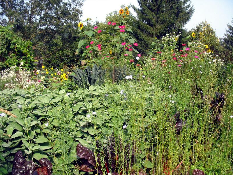 Datei:SG Südgarten Salbei Blumen.jpg