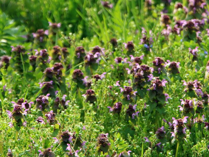 Datei:SG Taubnesselblüten viele.JPG