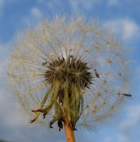 Bild:Löwenzahnsamen.jpg