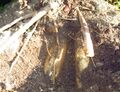Yacon - Wurzeln in Erde