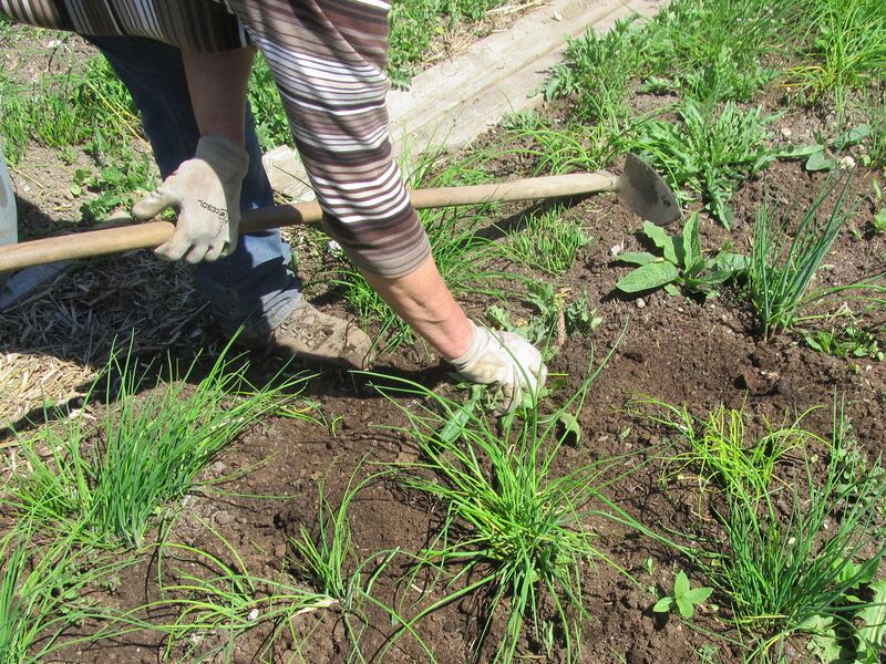 Datei:SG Arbeit Schnittauchbeet.jpg