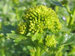 Zackenschötchen Knospe - köstlicher als Broccoli