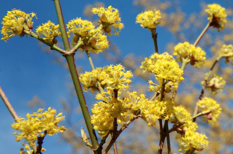 Datei:Dirndlblüten WF.jpg