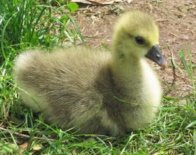 Junge Gans im Frühjahr 2009