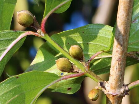 Dirndlknospen - Mitte September