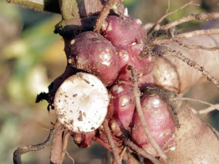 Vegetativer Vermehrungsspross der Yacon - rot