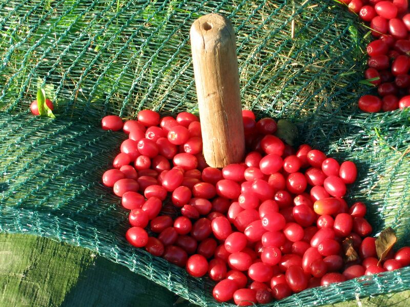 Datei:Dirndnetz Pflock Bestigung.jpg