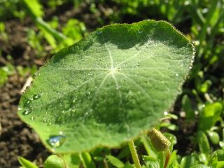 Kapuzinerkresseblatt