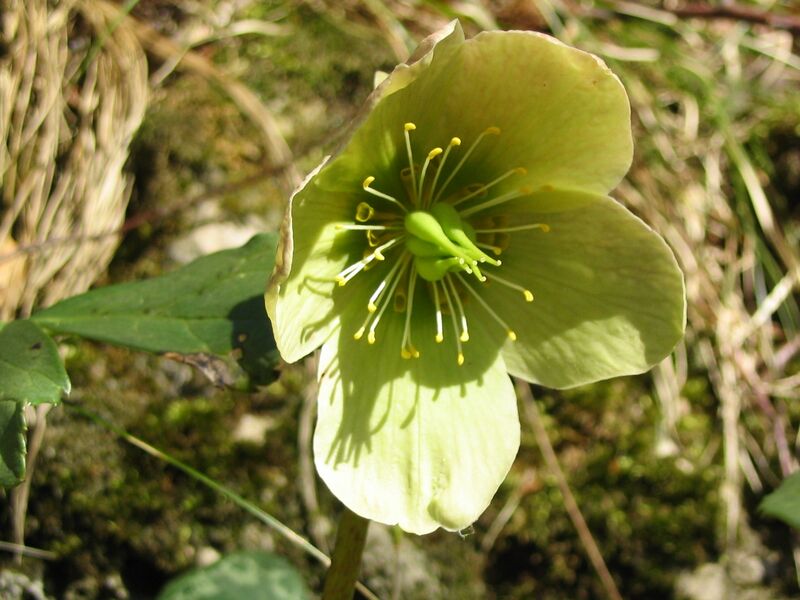 Datei:Verblühte Schneerose.jpg