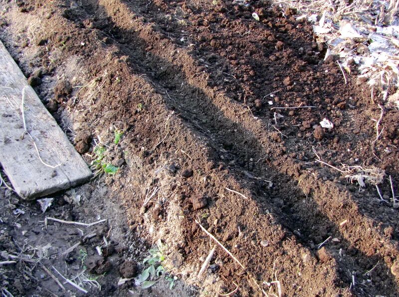 Datei:SG neues Roanl.jpg