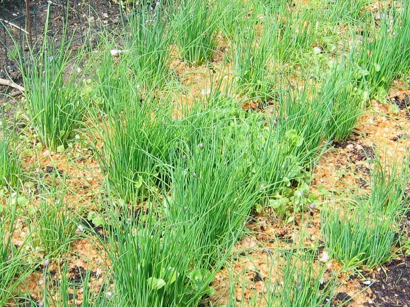 Datei:SG-Mulchen Schnittlauch mit Sägespänen.jpg