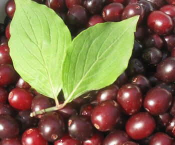 dunkle Dirndln mit Blatt