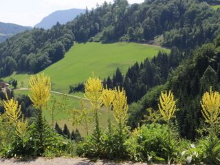 Blick in Steinschaler Dörfl-Landschaft - Königskerzen