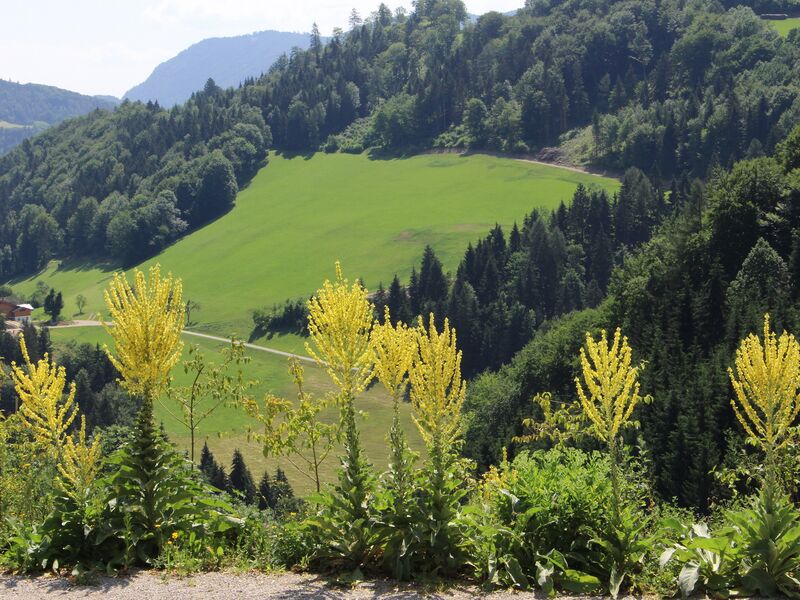 Datei:SD Blick in Landschaft Königskerzen.jpg