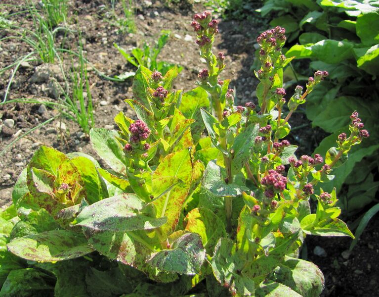 Datei:SG- blühender Forellenschluß.jpg