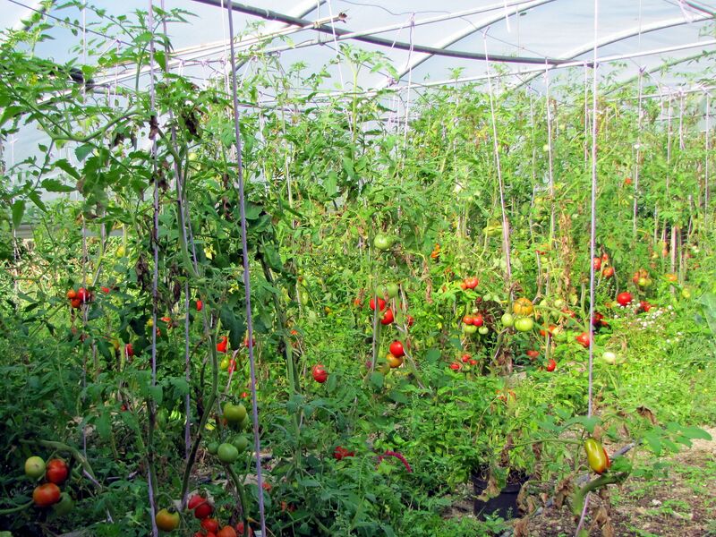 Datei:SG FT Paradeiserparadies .jpg