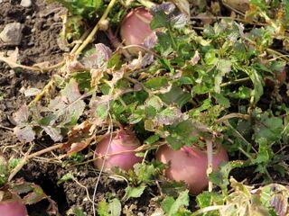 Rübchenernte am Winternede