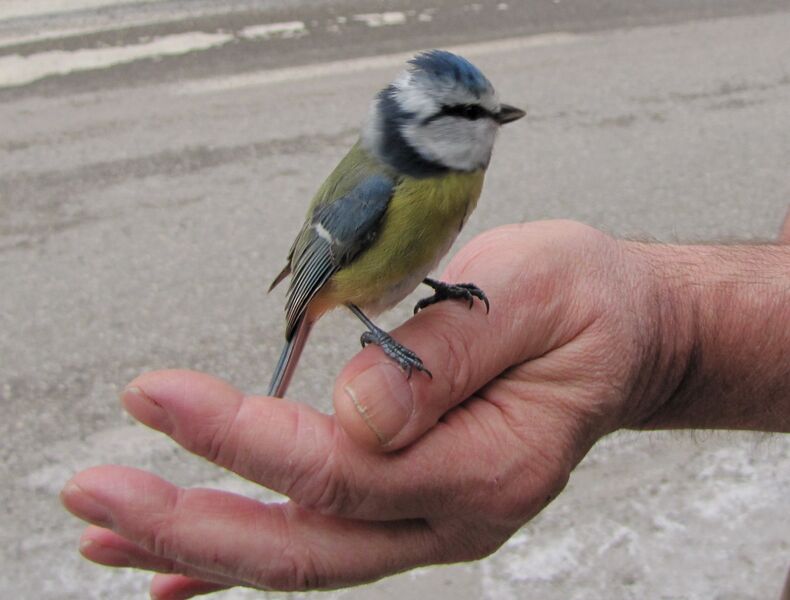 Datei:Blaumeise - Winterbesucher.jpg
