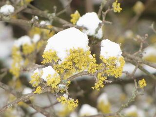 Dirndlblüte im Schnee 1.4. 2012