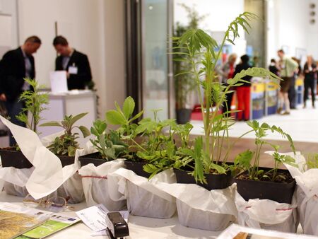 gezogenen Pflanzen als Geschenk