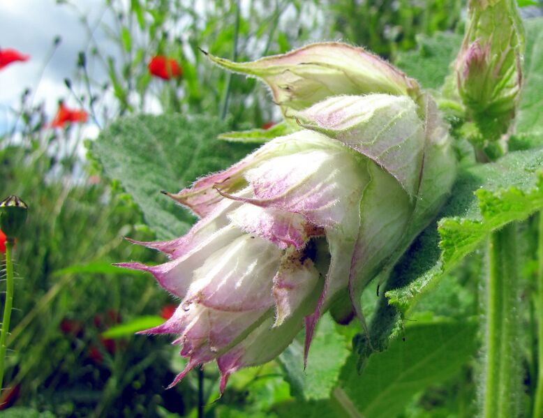 Datei:Muskatellersalbei Blüte.jpg