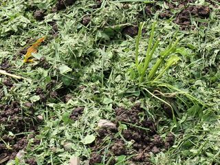 Mangold frisch gemulcht