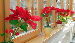 Weihnachtssterne in der Saison