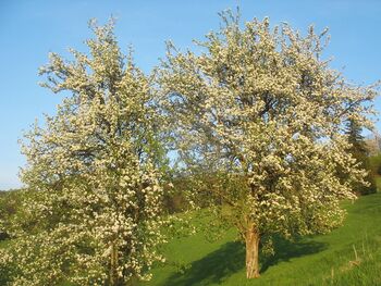 Birnenblüte am Gaisbühel 2010