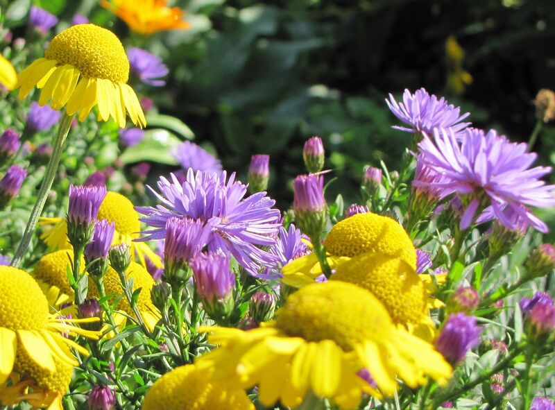 Datei:SG Herbstblüten.jpg