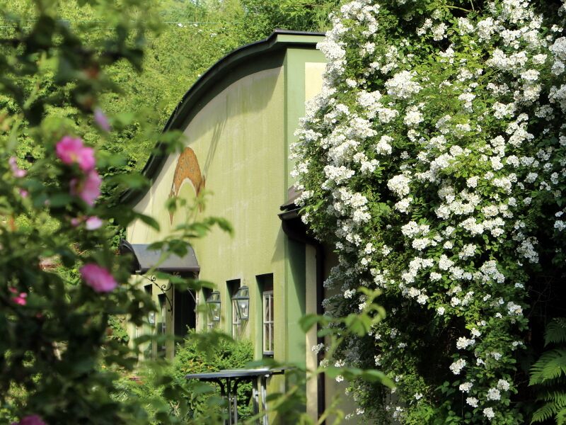 Datei:SH Mostiniumfront Blüten.JPG