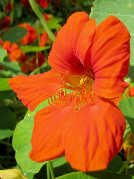 Datei:SG Kapuzinerkresseblüte.jpg