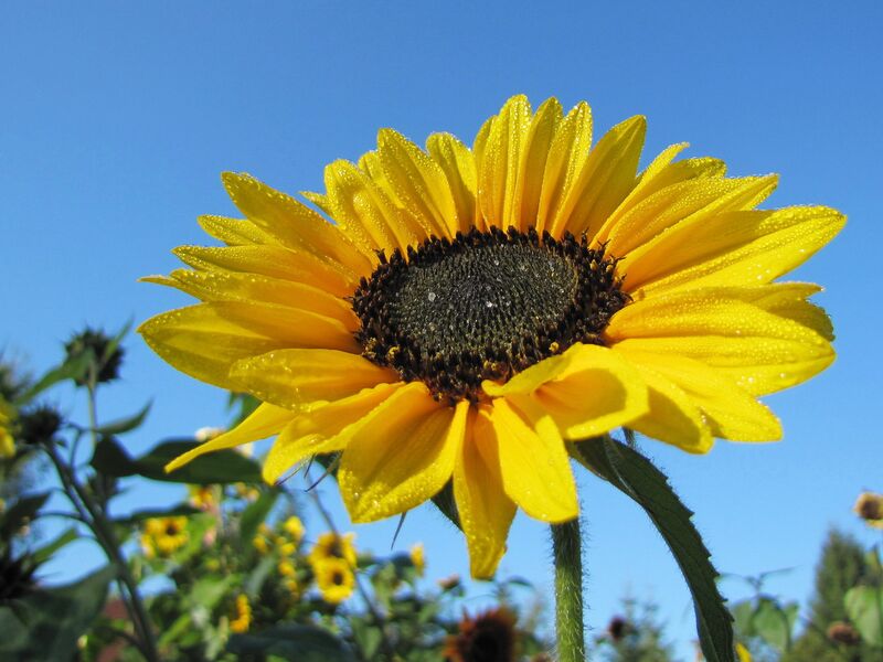 Datei:SG Sonnenblume-Tau.jpg