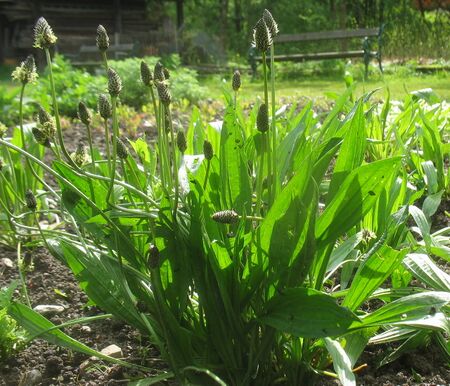 Spitzwegerich im Garten