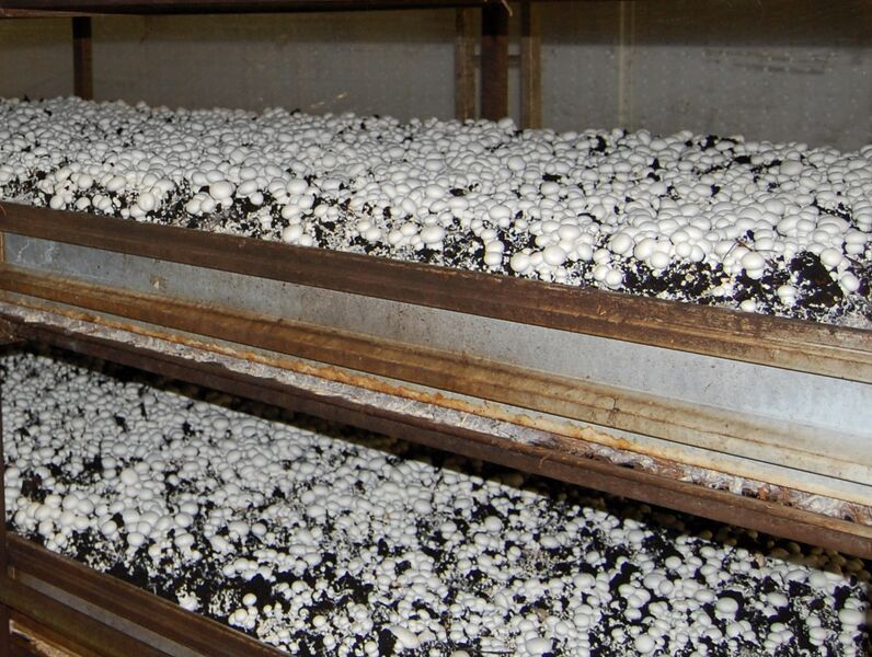 Datei:Champignon weissenbacher Welle.jpg