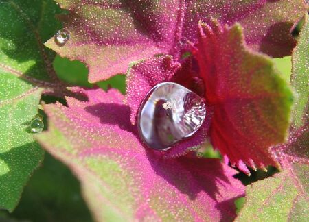 Magentamelde mit Tautropfen