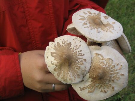 Parasolernte beim Wandern