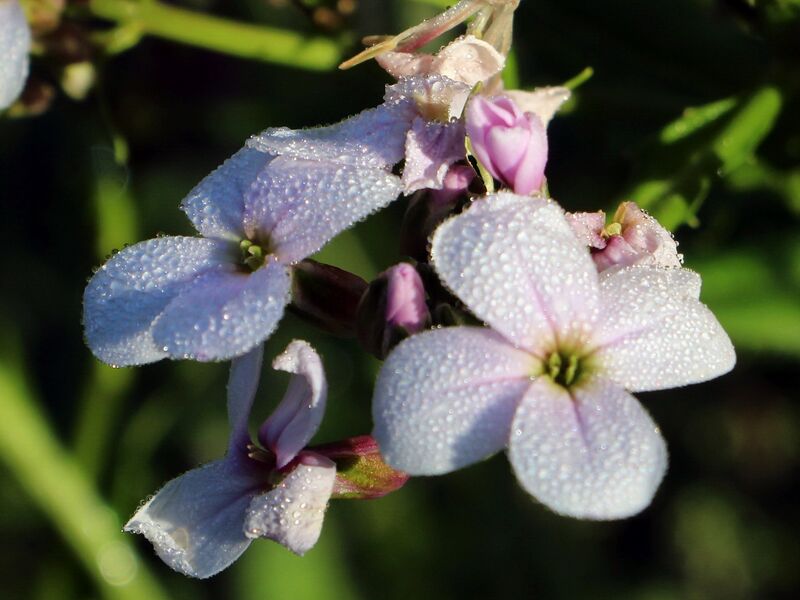 Datei:SG Violenblüten weiß.jpg