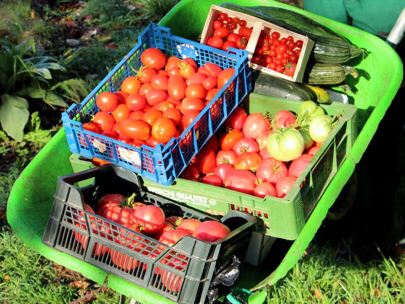 Datei:SG Paradeiser Scheibtruhe.jpg