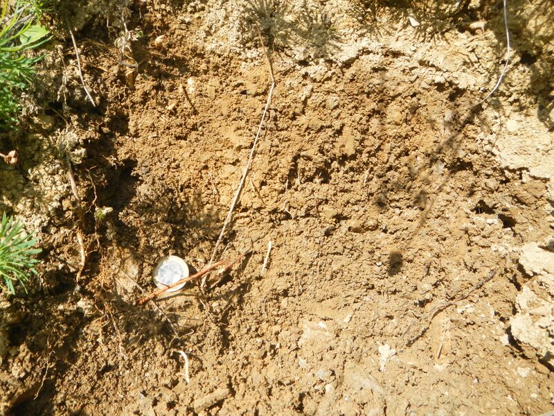 Datei:Braunlehm 2.JPG