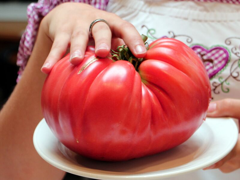 Datei:SG Paradeiser groß.jpg