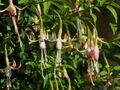 SG Fuchsien hell Garten.JPG