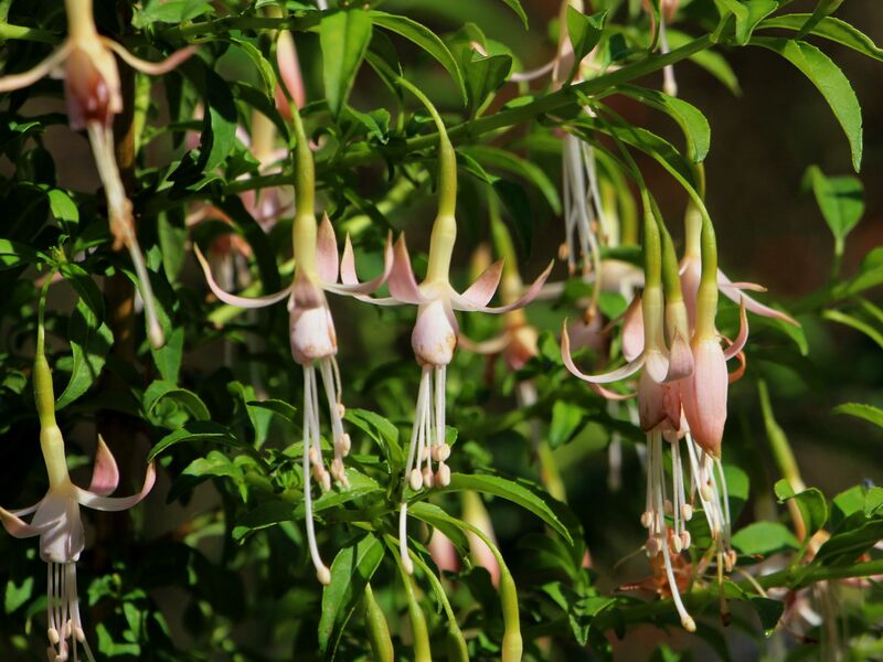 Datei:SG Fuchsien hell Garten.JPG